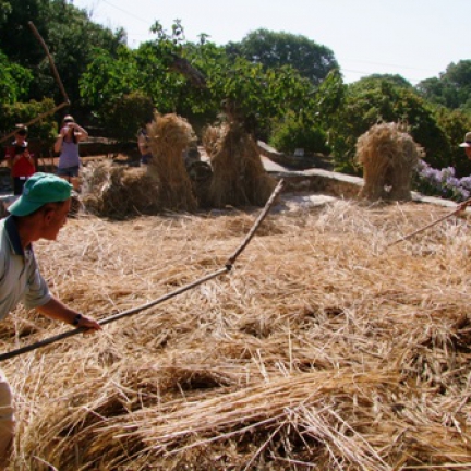 Em eira junto da Casa da Lúcia, Santuário recorda a debulha do trigo